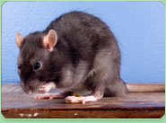 rat control Totteridge