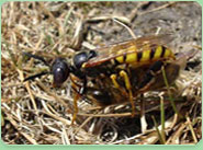 wasp control Totteridge
